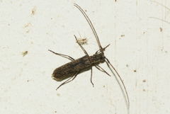 Catoeme tessellata