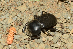 Parastizopus