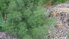Artemisia abrotanum