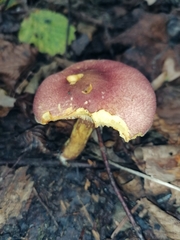 Russula aurea