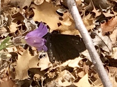 Erynnis meridianus