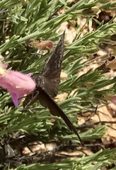 Erynnis meridianus