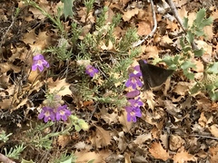 Erynnis meridianus