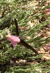 Erynnis meridianus