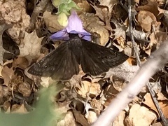 Erynnis meridianus
