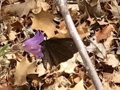 Erynnis meridianus
