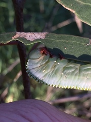 Hylaeora eucalypti