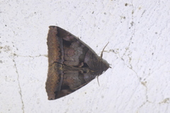 Celiptera helvina