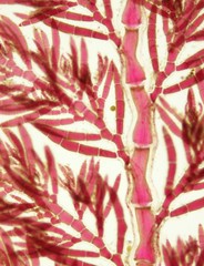 Callithamnion tetragonum