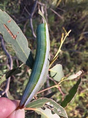 Hylaeora eucalypti