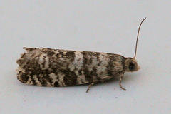 Epinotia tedella