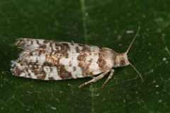 Epinotia tedella