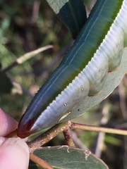 Hylaeora eucalypti
