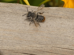 Megachile ecuadoria