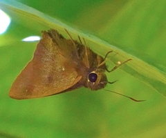 Hasora anura