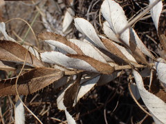 Berkheya carlinopsis