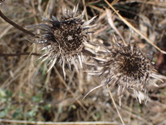 Berkheya carlinopsis