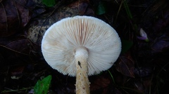 Saproamanita manicata