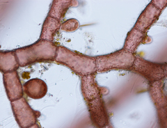 Callithamnion tetricum