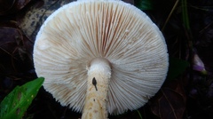 Saproamanita manicata