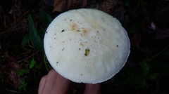Saproamanita manicata