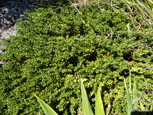 Veronica treadwellii