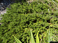 Veronica treadwellii