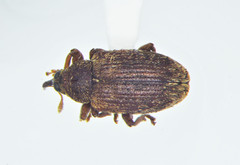Lignyodes