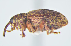 Lignyodes