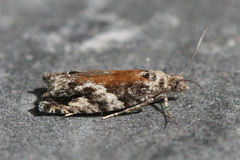 Epinotia nisella