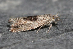 Epinotia nisella