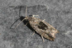 Epinotia nisella