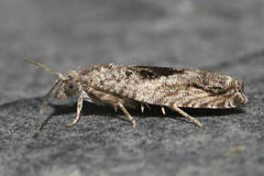 Epinotia nisella