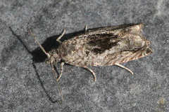 Epinotia nisella