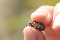 Armadillidium depressum