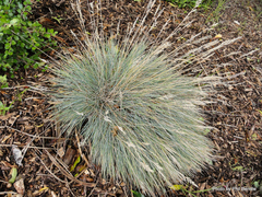 Festuca coxii