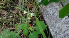Solanum nigrum
