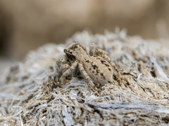Aelurillus concolor