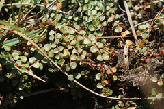 Lysimachia tenella