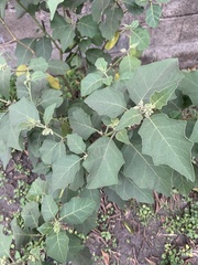 Solanum