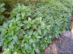Lobelia physaloides