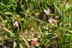 Lysimachia tenella
