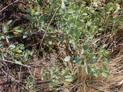 Searsia zeyheri