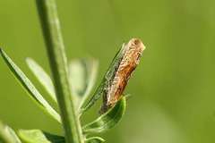 Eucosma cana