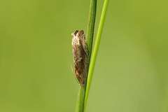 Eucosma cana