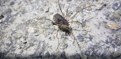 Bidentolophus bidens