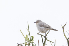 Bradornis microrhynchus