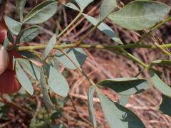 Searsia zeyheri