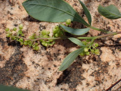 Searsia zeyheri