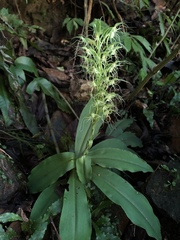 Habenaria pantlingiana